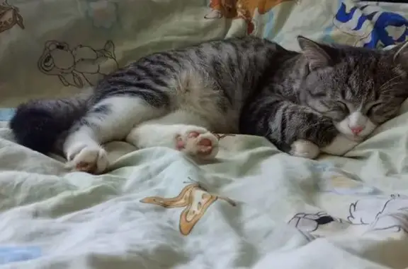 Кошка найдена, ул. Тотмина, Красноярск