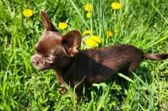 Собаки потеряшки, Репино, фото: Потеряшка чихуахуа, Средний пр., 26, Репино