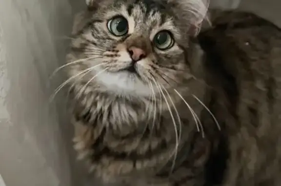 Кошки потеряшки, Советск, фото: Потеряшка кошка, ул. Германа Титова, Советск