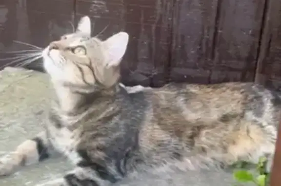 Кошки потеряшки, Алабушево, фото: Потеряшка кошка, ул. Панфилова, 4А, Алабушево