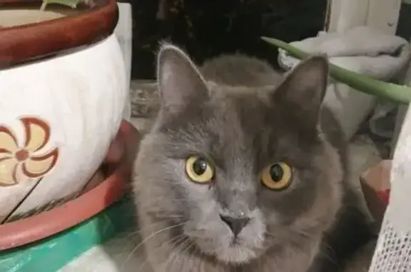 Найдена кошка, Тюмень, фото: Кошка найдена на Коммунаров, 4, Тюмень