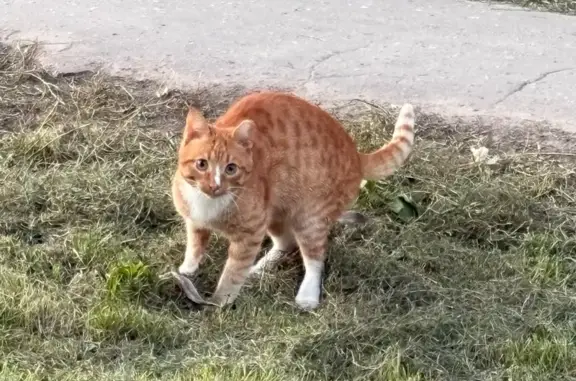 Котенок найден: Красноармейская 111, Йошкар-Ола