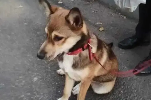 Собака найдена на пр. Металлургов, Красноярск