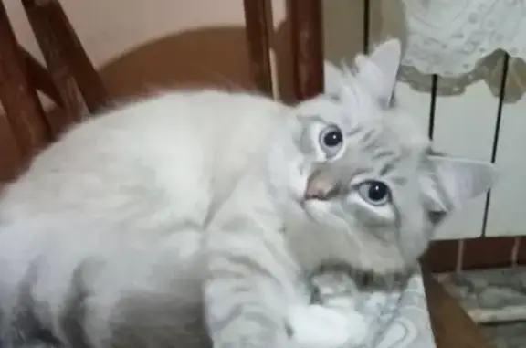 Пропала кошка, ул. Белякова 21, Новосибирск