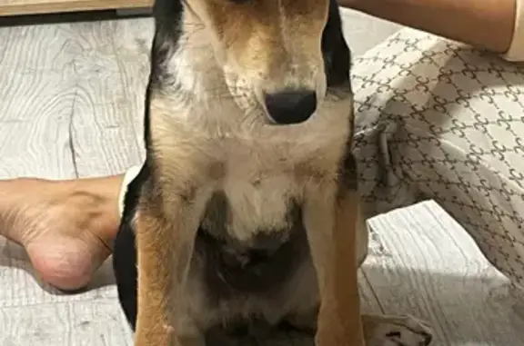 Найдена собака, Новороссийск, фото: Щенок найден на Анапском шоссе, 41Б