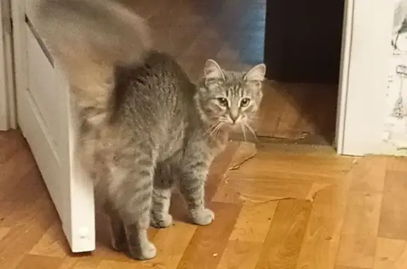 Найдена кошка, Вышний Волочёк, фото: Кошка найдена, Казанский пр., 66/57