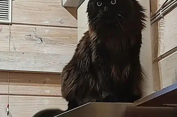 Пропала кошка, ул. Конева 4, Миллерово