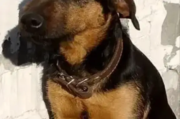 Пропала собака у д. Шилова, Сысерть