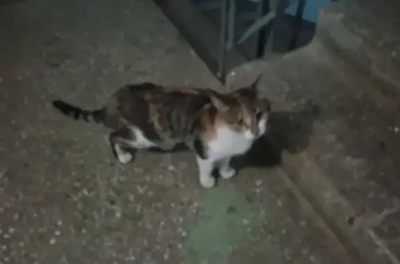 Найдена кошка, Нижний Новгород, фото: Красивая кошка найдена: Моск. шоссе, 13