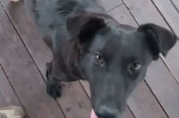 Чёрная собака найдена в Николо-Черкизово