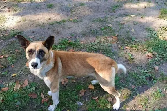 Найдена собака, Тамбовская область, фото: Собака найдена у базы Лесное, Шевырляй