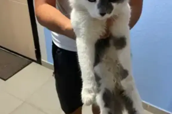 Кошка найдена, ул. Полушкина, 6, Казань