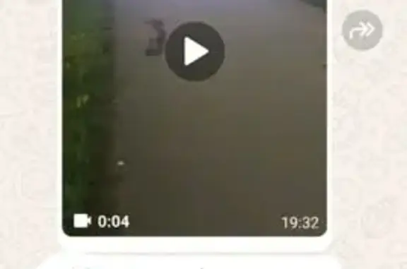 Найдена собака, Казань, фото: Такса найдена на ул. Арбузова, Казань