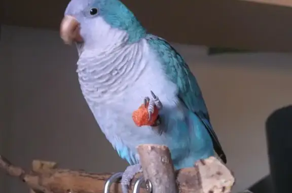 Потерянные животные Минск, фото: Пропала птица, ул. Космонавтов, 5 к1