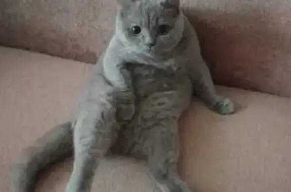 Кошки потеряшки, Чебоксары, фото: Потеряшка кошка, Пролетарская 24, Чебоксары