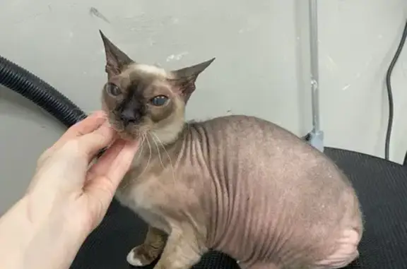 Найдена кошка, Тюмень, фото: Кошка найдена, Вьюжная ул., Тюмень