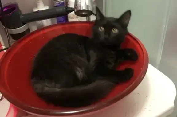 Найдена кошка, Тюмень, фото: Кошка найдена: Широтная 61, Тюмень