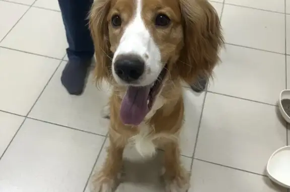 Найдена собака, Свердловская область, фото: Спаниель найден у сада Серебряный родник