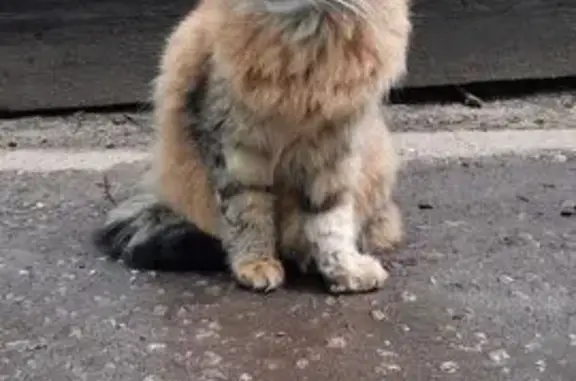 Кошки потеряшки, Йошкар-Ола, фото: Потеряшка кошка, ул. Йывана Кырли, 8