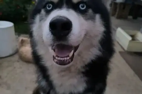 Собаки потеряшки, Тульская область, фото: Потеряшка собака в Туле, район Басово