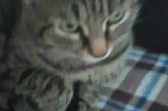 Пропала кошка, Ноябрьск, ЯНАО