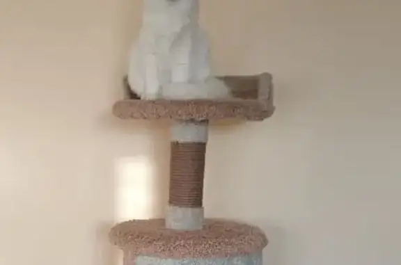 Кошки потеряшки, Ленск, фото: Потеряшка кошка на ул. Толстого, Ленск