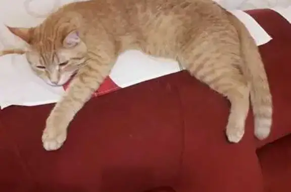 Пропала рыжая кошка Вася, ул. Искры, Сочи