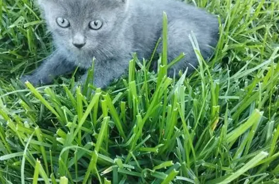 Найдена кошка, Отрадное, фото: Котенок найден: СЗО Брянска, Отрадное