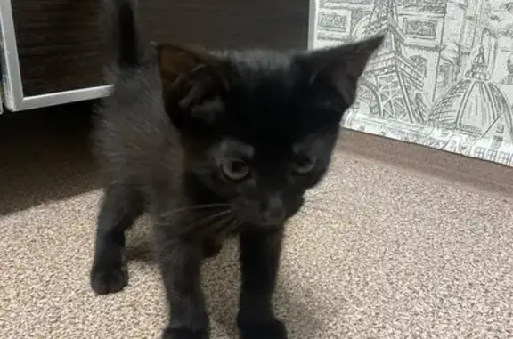 Найдена кошка, Петрозаводск, фото: Кошка найдена, Серпуховской пер., Петрозаводск