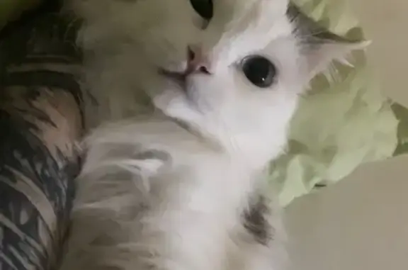 Пропала кошка Машка, Уфа, Транспортная 36