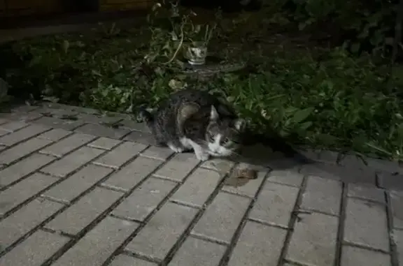 Кошка найдена: Рубцовская наб., 4 к2