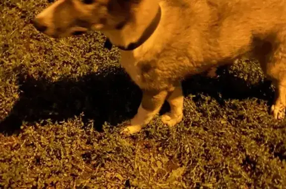 Найдена собака, Саранск, фото: Собака найдена, пл. Тысячелетия, Саранск