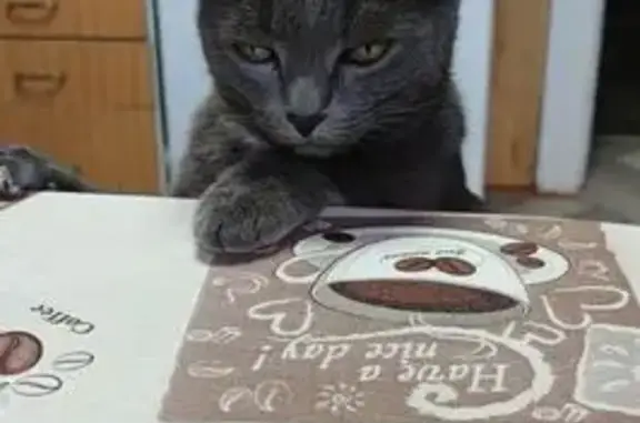 Кошки потеряшки, Оренбург, фото: Потеряшка кошка на 41-й Линии, Оренбург