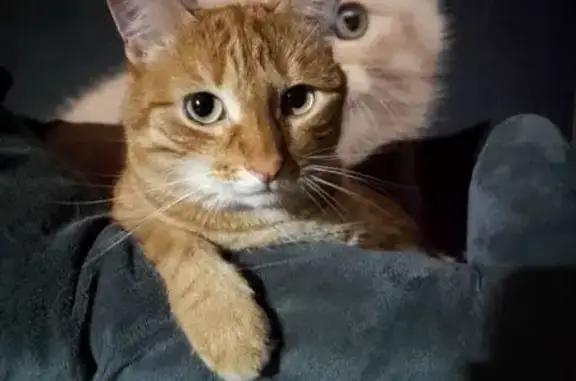 Пропала кошка, Гражданская ул. 72