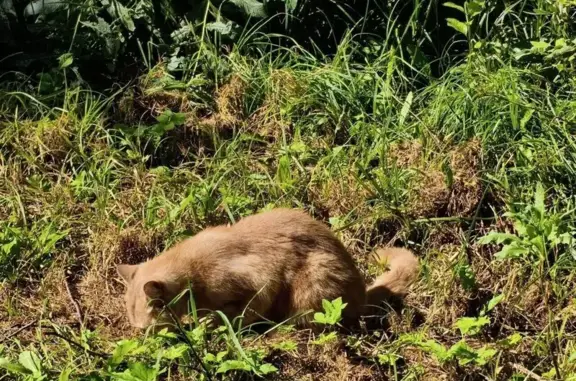 Найдена кошка, Литовский бульвар 3к2