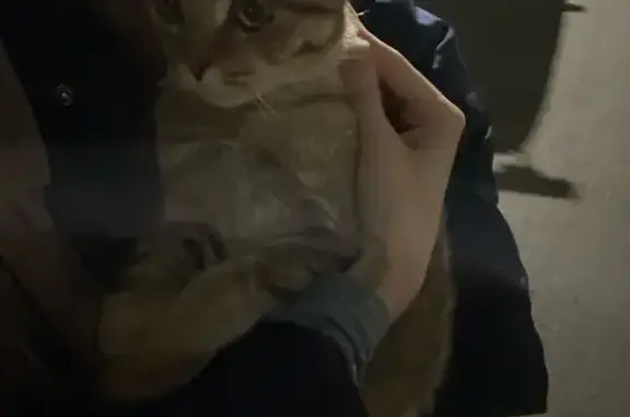 Найдена кошка, Казань, фото: Кошка найдена: Авангардная 157, Казань