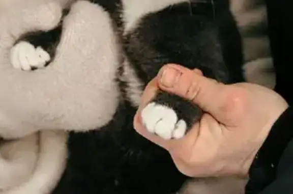 Кошки потеряшки, Вологда, фото: Потеряшка кошка, ул. Маршала Конева, 4А