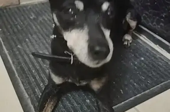 Найдена собака, Севастополь, фото: Собака найдена: ул. Репина 1Б, Севастополь