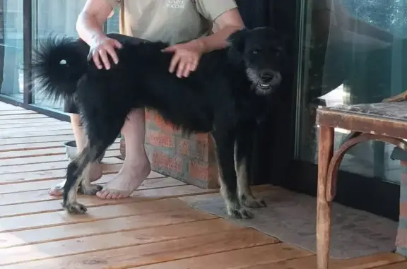 Собаки потеряшки, , фото: Потеряшка собака в Курегово, Удмуртия