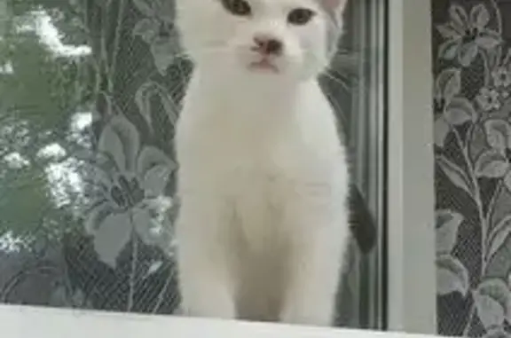 Пропала кошка, Челюскинцев ул., Донецк