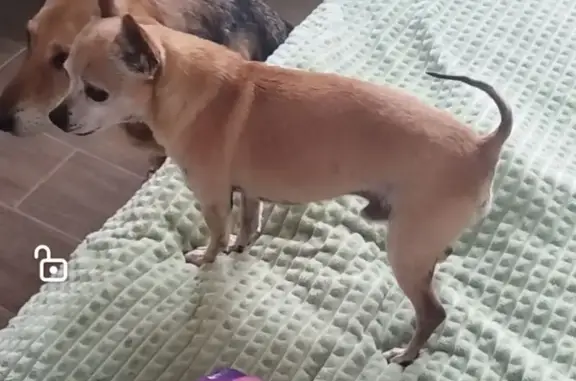 Собаки потеряшки, Владимирская область, фото: Потеряшка собака, Брызгаловское с/п