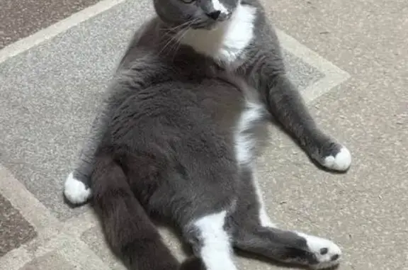 Пропала кошка у А-123, Вологодская обл.