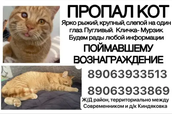 Пропала рыжая кошка, Луначарского 3А