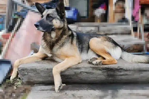 Пропала собака в Придорожном, Курганская обл.