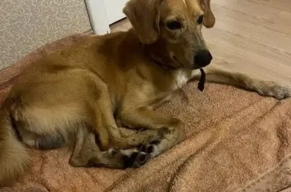 Собака найдена: ул. Электрификации, 17