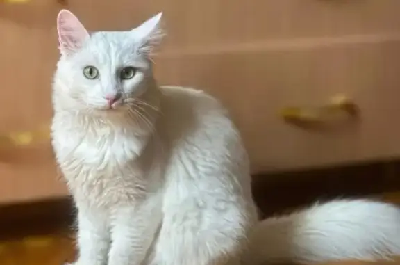 Пропал белый кот, СНТ Мечта, 12 сектор