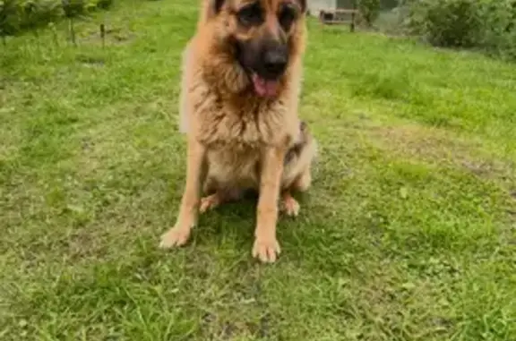 Пропала овчарка, Радица-Крыловка, Брянск