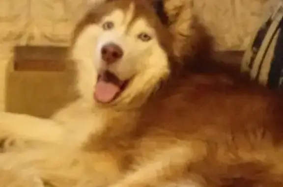 Собака найдена: 2-я Сумская, 25, Хабаровск