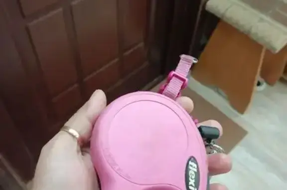 Найдена собака, Орехово-Зуево, фото: Собака у магазина, Парковская 20Б