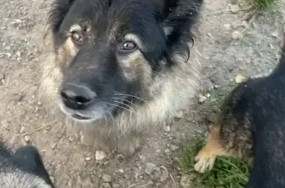 Найдена собака, Московская область, фото: Собаки найдены: 46К-9140, МО